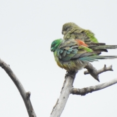 Psephotus haematonotus (Red-rumped Parrot) at Chakola, NSW - 10 Mar 2022 by GlossyGal