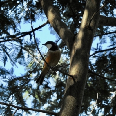 Pachycephala rufiventris (Rufous Whistler) at Tumut, NSW - 11 Mar 2022 by GlossyGal