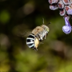 Amegilla sp. (genus) at Acton, ACT - 14 Mar 2022