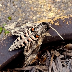 Agrius convolvuli at Crooked Corner, NSW - 14 Mar 2022 09:28 AM