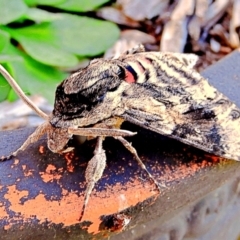 Agrius convolvuli at Crooked Corner, NSW - 14 Mar 2022 09:28 AM