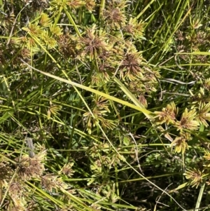 Cyperus eragrostis at Cotter River, ACT - 14 Mar 2022