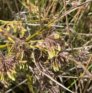 Cyperus eragrostis at Cotter River, ACT - 14 Mar 2022