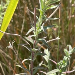 Epilobium billardiereanum subsp. cinereum (Hairy Willow Herb) at Cotter River, ACT - 14 Mar 2022 by JaneR