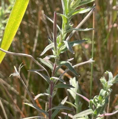 Epilobium billardiereanum subsp. cinereum (Hairy Willow Herb) at Cotter River, ACT - 14 Mar 2022 by JaneR