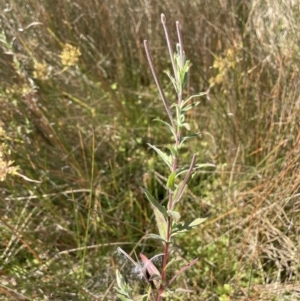 Epilobium billardiereanum subsp. cinereum at Cotter River, ACT - 14 Mar 2022 12:04 PM