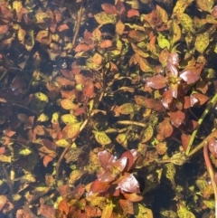 Ludwigia palustris (Marsh Purslane) at Cotter River, ACT - 14 Mar 2022 by JaneR