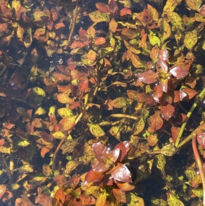 Ludwigia palustris (Marsh Purslane) at Cotter River, ACT - 14 Mar 2022 by JaneR