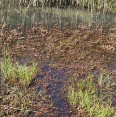 Ludwigia palustris at Cotter River, ACT - 14 Mar 2022