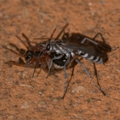 Turneromyia sp. (genus) (Zebra spider wasp) at Acton, ACT - 13 Mar 2022 by patrickcox