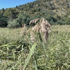 Phragmites australis (Common Reed) at Cotter River, ACT - 14 Mar 2022 by JaneR