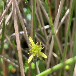 Ranunculus amphitrichus at Cotter River, ACT - 14 Mar 2022