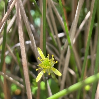 Ranunculus amphitrichus (Small River Buttercup) at Cotter River, ACT - 14 Mar 2022 by JaneR