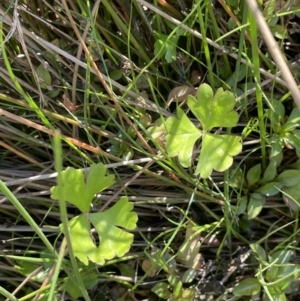 Ranunculus amphitrichus at Cotter River, ACT - 14 Mar 2022