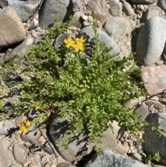 Hypericum japonicum at Cotter River, ACT - 14 Mar 2022