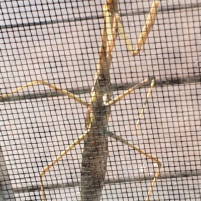 Archimantis sp. (genus) (Large Brown Mantis) at Gundaroo, NSW - 14 Mar 2022 by Gunyijan
