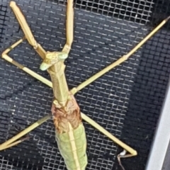 Archimantis sp. (genus) at Gundaroo, NSW - 14 Mar 2022