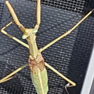 Archimantis sp. (genus) at Gundaroo, NSW - 14 Mar 2022 03:05 PM