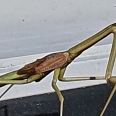 Archimantis sp. (genus) at Gundaroo, NSW - 14 Mar 2022