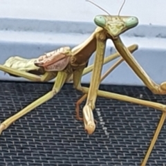 Archimantis sp. (genus) at Gundaroo, NSW - 14 Mar 2022 03:05 PM