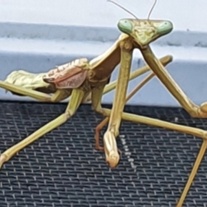 Archimantis sp. (genus) at Gundaroo, NSW - 14 Mar 2022