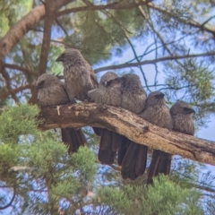 Struthidea cinerea (Apostlebird) at Yarragal, NSW - 12 Mar 2022 by Darcy