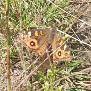 Junonia villida at O'Malley, ACT - 14 Mar 2022 03:15 PM