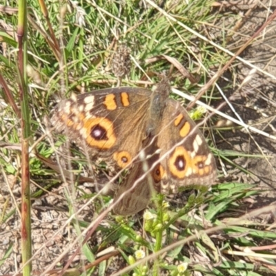 Junonia villida (Meadow Argus) at Mount Mugga Mugga - 14 Mar 2022 by LD12