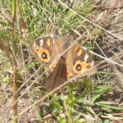 Junonia villida at O'Malley, ACT - 14 Mar 2022