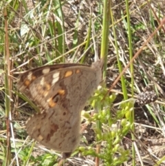 Junonia villida at O'Malley, ACT - 14 Mar 2022