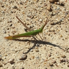 Acrida conica (Giant green slantface) at Isaacs Ridge - 14 Mar 2022 by LD12