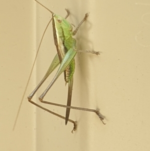 Conocephalus semivittatus at Isaacs, ACT - 14 Mar 2022