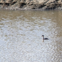 Tachybaptus novaehollandiae (Australasian Grebe) at Yarragal, NSW - 12 Mar 2022 by Darcy