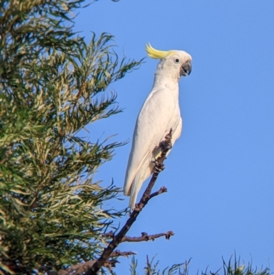 Cacatua galerita (Sulphur-crested Cockatoo) at Yarragal, NSW - 12 Mar 2022 by Darcy