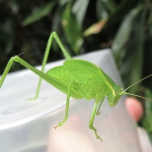 Caedicia simplex at Narrabundah, ACT - 19 Feb 2022 03:47 PM