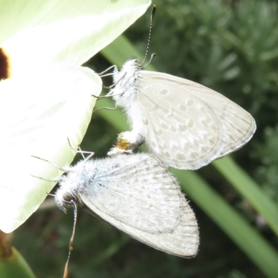 Zizina otis (Common Grass-Blue) at Narrabundah, ACT - 5 Mar 2022 by RobParnell