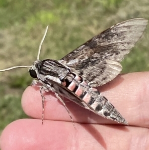 Agrius convolvuli at Numeralla, NSW - 14 Mar 2022