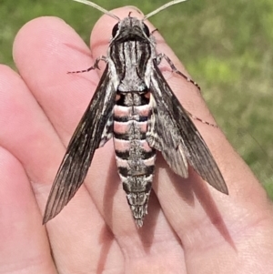 Agrius convolvuli at Numeralla, NSW - 14 Mar 2022