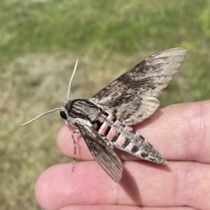 Agrius convolvuli at Numeralla, NSW - 14 Mar 2022