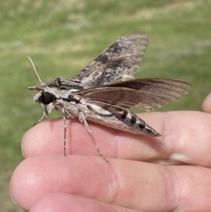 Agrius convolvuli at Numeralla, NSW - 14 Mar 2022