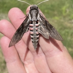 Agrius convolvuli at Numeralla, NSW - 14 Mar 2022