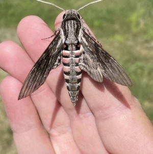 Agrius convolvuli at Numeralla, NSW - 14 Mar 2022