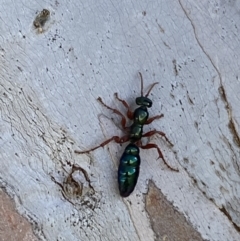 Diamma bicolor (Blue ant, Bluebottle ant) at Numeralla, NSW - 14 Mar 2022 by Steve_Bok