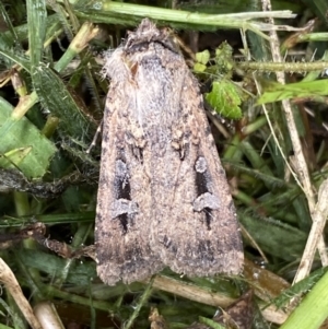 Agrotis infusa at Numeralla, NSW - 14 Mar 2022