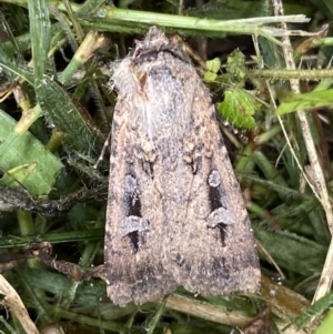 Agrotis infusa at Numeralla, NSW - 14 Mar 2022