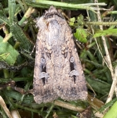 Agrotis infusa at Numeralla, NSW - 14 Mar 2022