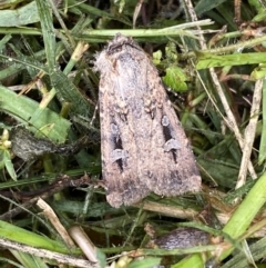 Agrotis infusa at Numeralla, NSW - 14 Mar 2022