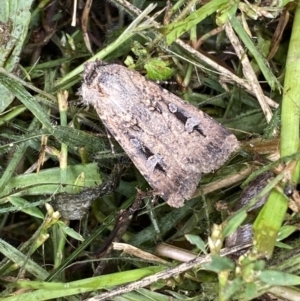 Agrotis infusa at Numeralla, NSW - 14 Mar 2022