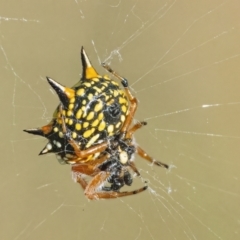 Austracantha minax (Christmas Spider, Jewel Spider) at Googong, NSW - 13 Mar 2022 by WHall