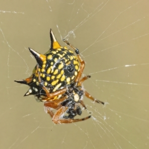 Austracantha minax at Googong, NSW - 13 Mar 2022